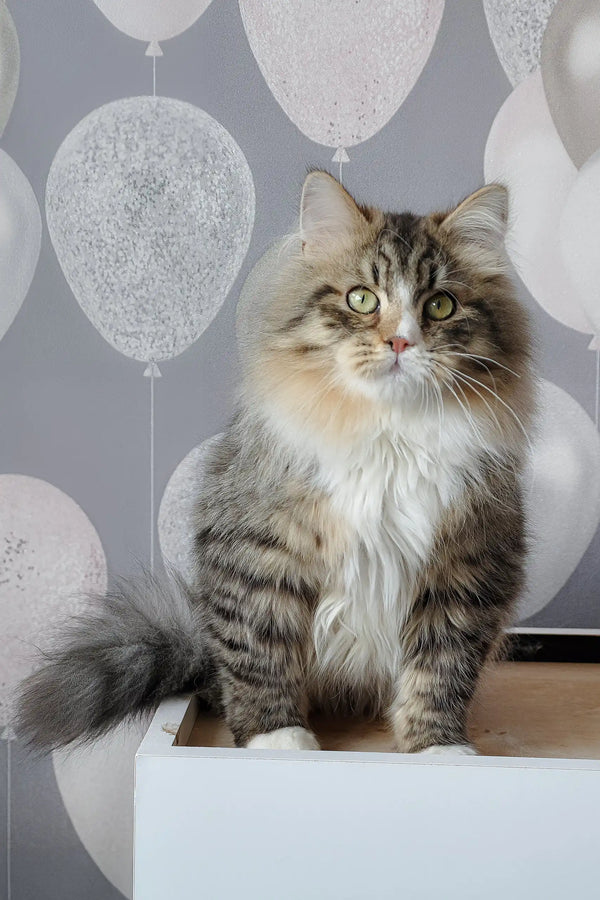 Finic | siberian kitten