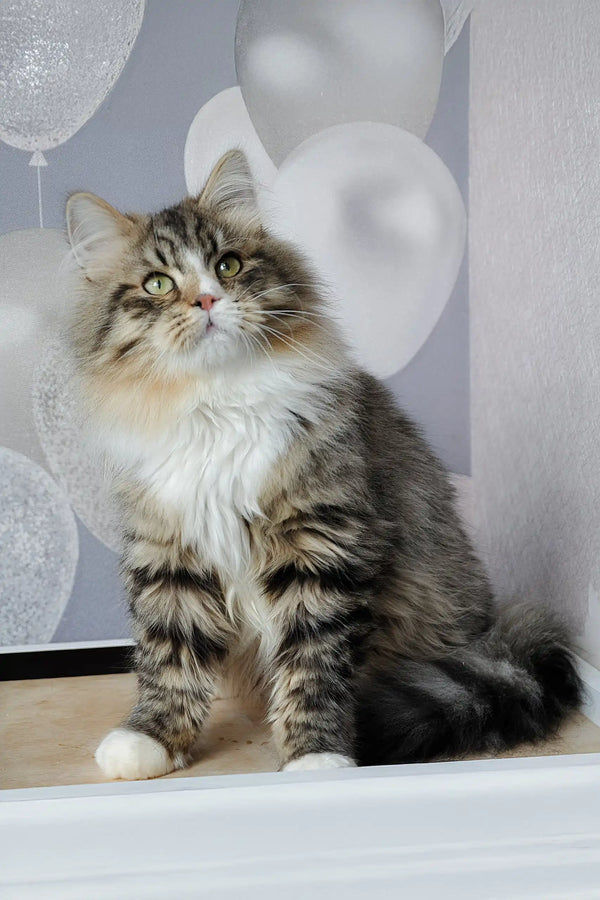 Finic | siberian kitten