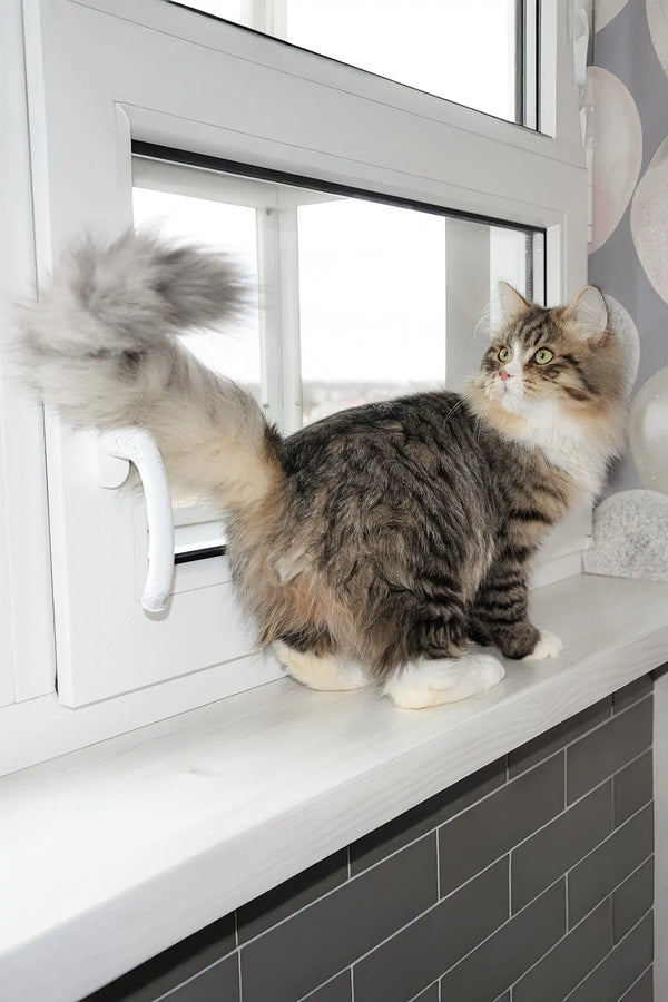 Finic | siberian kitten