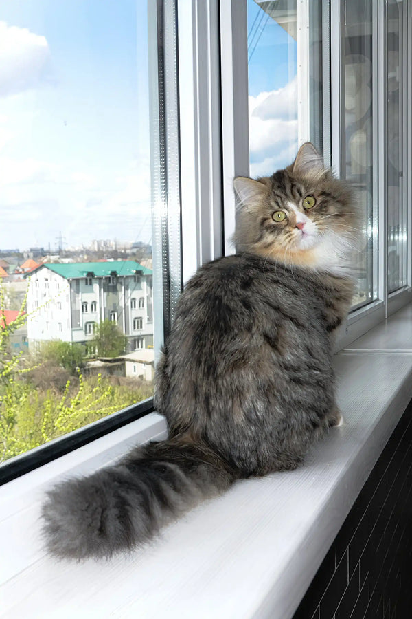 Finic | siberian kitten