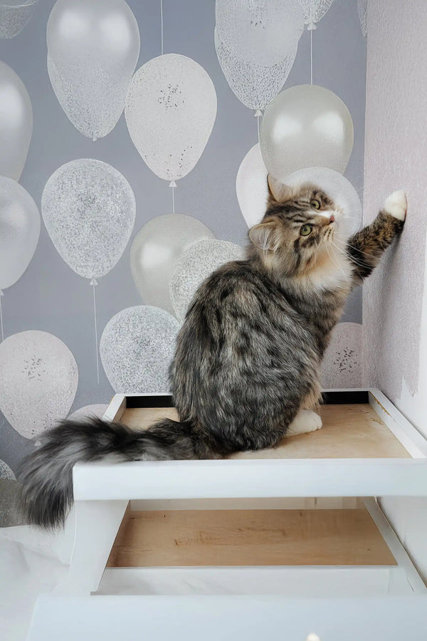 Finic | siberian kitten