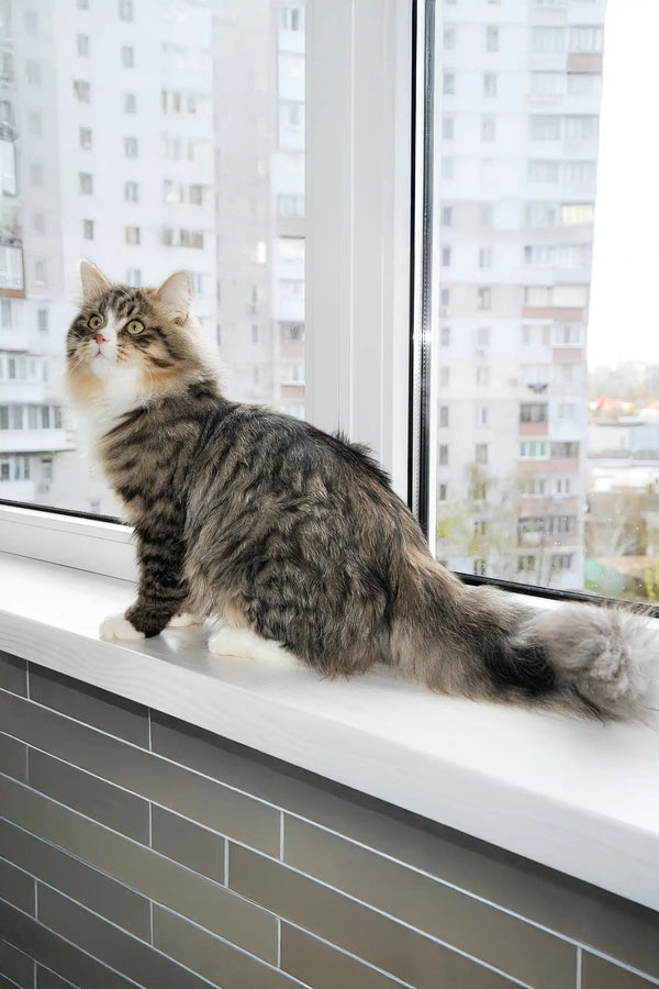 Finic | siberian kitten