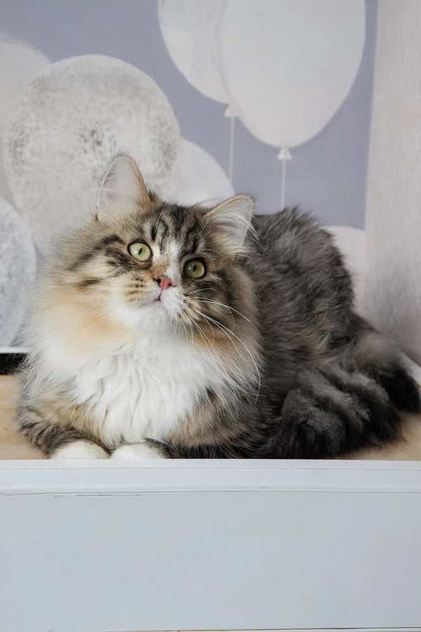 Finic | siberian kitten