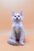 Fluffy white Maine Coon kitten with pointed ears in the Finik product display