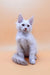 Fluffy white Maine Coon kitten named Finik looking adorable and playful