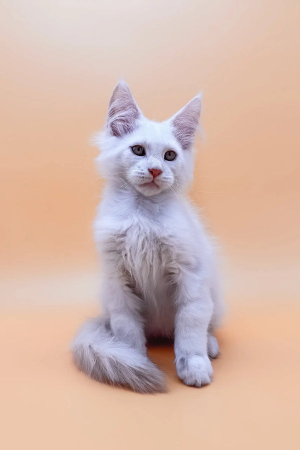 Fluffy white Maine Coon kitten named Finik looking adorable and playful
