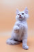 Fluffy white Maine Coon kitten Finik playfully raising its paw in a cute pose