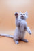 Playful white kitten from Finik Maine Coon Kitten collection