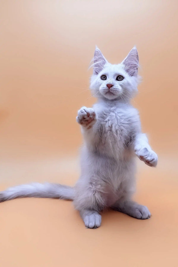 Standing white kitten from Finik, your adorable Maine Coon companion