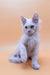 Cute White Fluffy Kitten from Finik Maine Coon Kitten Collection