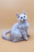 Adorable white fluffy kitten named Finik from Maine Coon breed looking playful