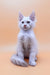 Adorable white fluffy kitten named Finik, a playful Maine Coon cutie