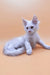 Adorable white Maine Coon kitten with pointed ears, Finik ready to play!