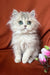 Fluffy British Longhair kitten Fiona with stunning blue eyes