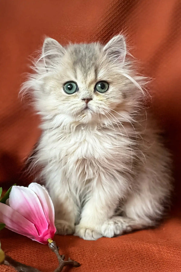 Fluffy gray kitten with blue eyes from the Fiona British Longhair collection