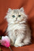 Fluffy gray British Longhair kitten Fiona with stunning blue eyes ready for cuddles