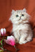 Fluffy silver Persian kitten featured in Fiona British Longhair Kitten product