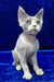 Fiona | devon rex kitten