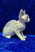 Fiona | devon rex kitten
