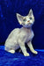 Fiona | devon rex kitten