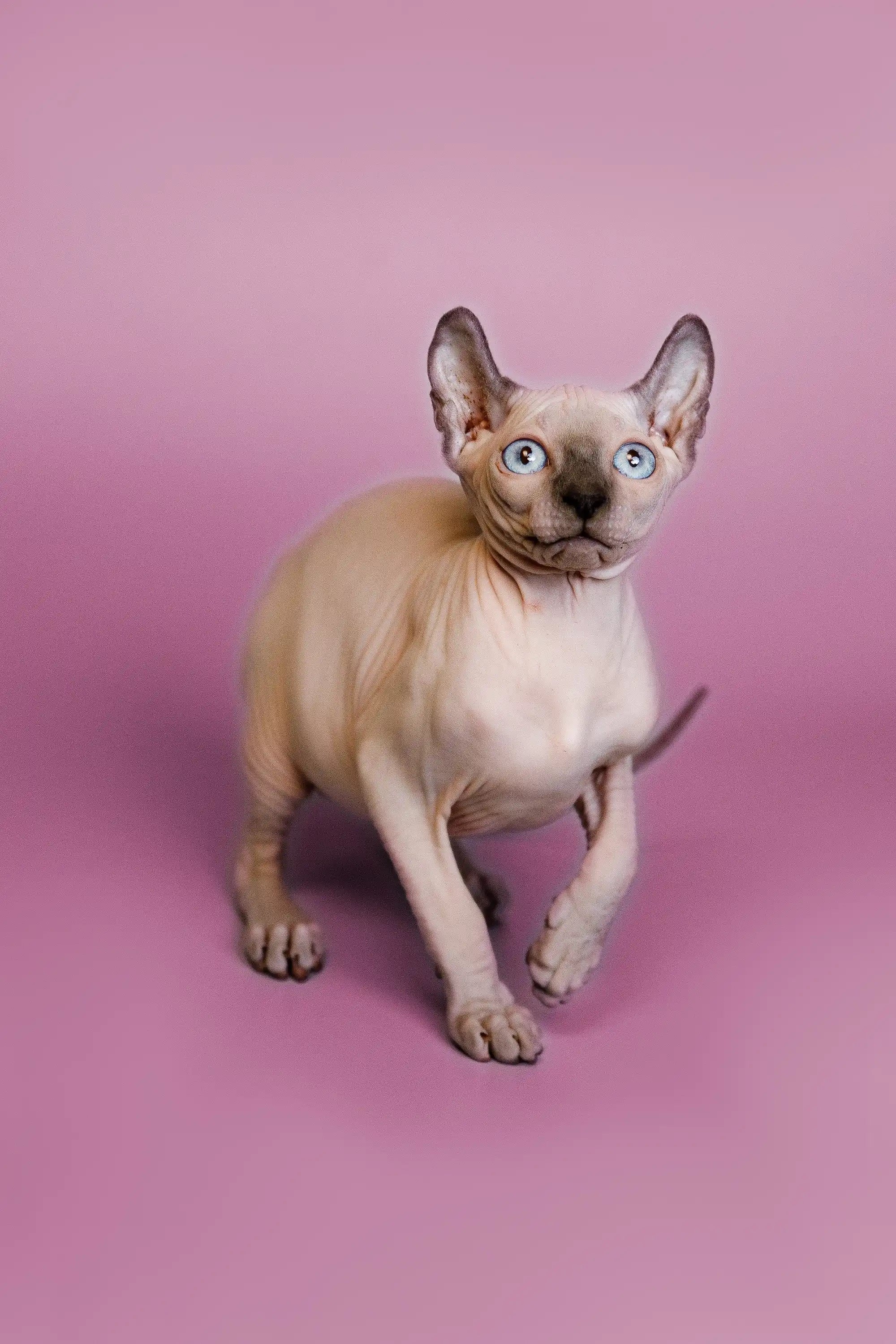 Fiona Elf Kitten: Your Lovable Sphynx Companion