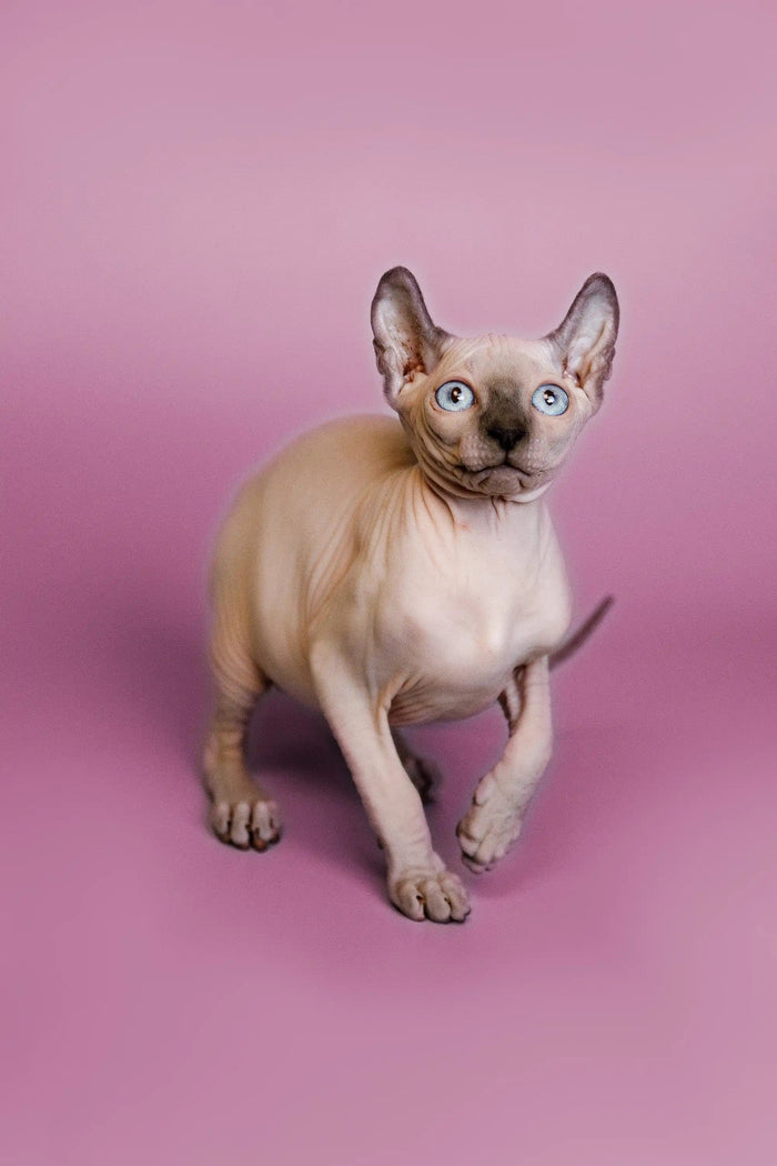Sphynx Cats for Sale | Kittens For Fiona | Elf Kitten