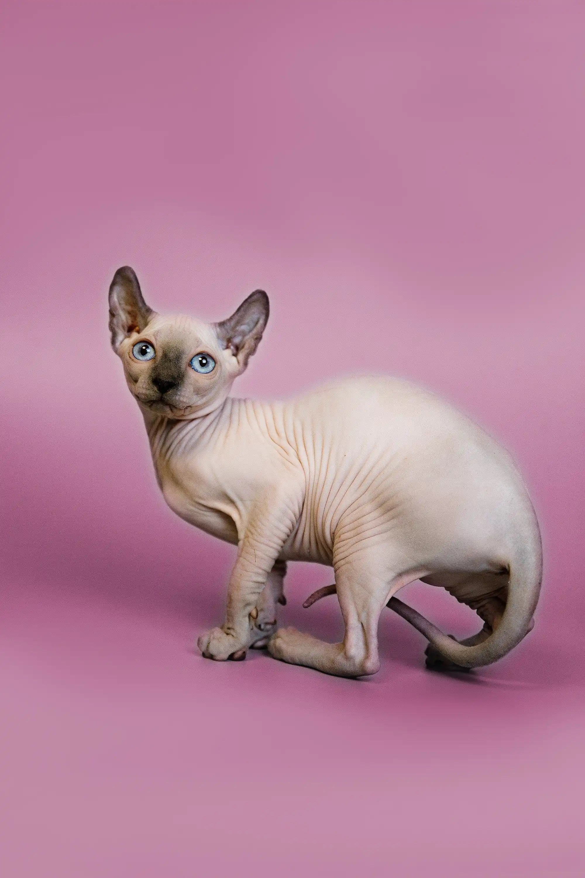 Sphynx Cats for Sale | Kittens For Fiona | Elf Kitten