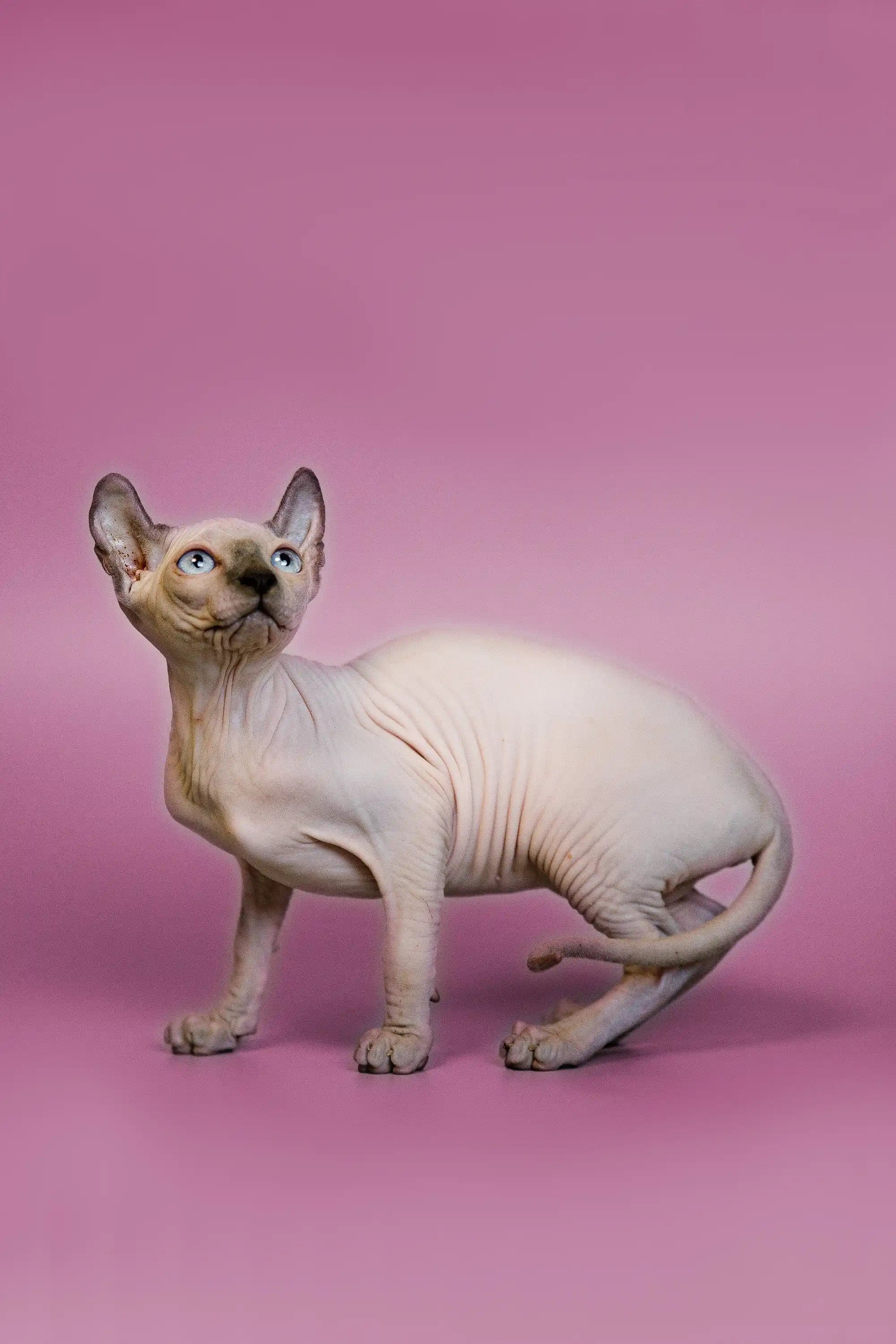 Sphynx Cats for Sale | Kittens For Fiona | Elf Kitten | Purebred Kitties