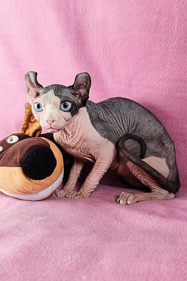 Cute Hairless Elf Sphynx Kitten named Fiona with stunning blue eyes