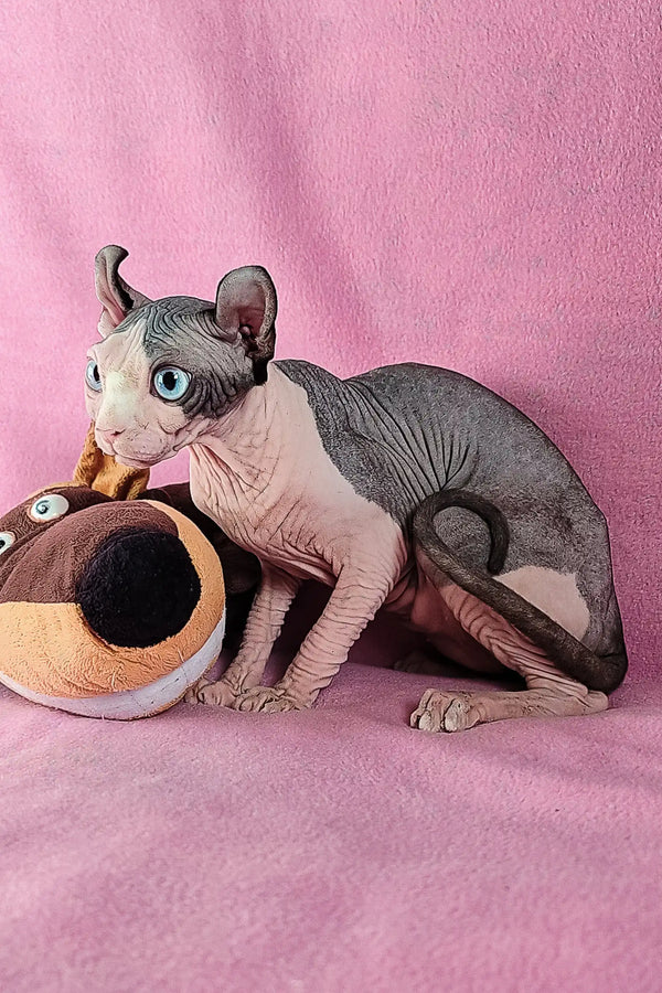 Cute Hairless cat with blue eyes, Fiona the Elf Sphynx Kitten ready for a new home