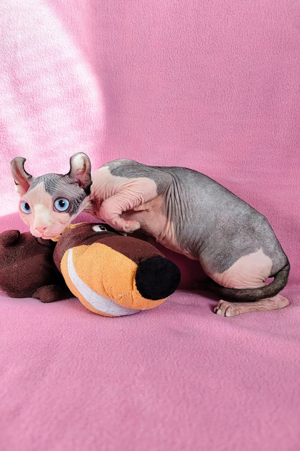 Hairless Elf Sphynx kitten Fiona cuddling a cute stuffed animal