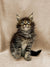 Fluffy Maine Coon kitten Fiona with wide eyes and perked ears ready for adoption