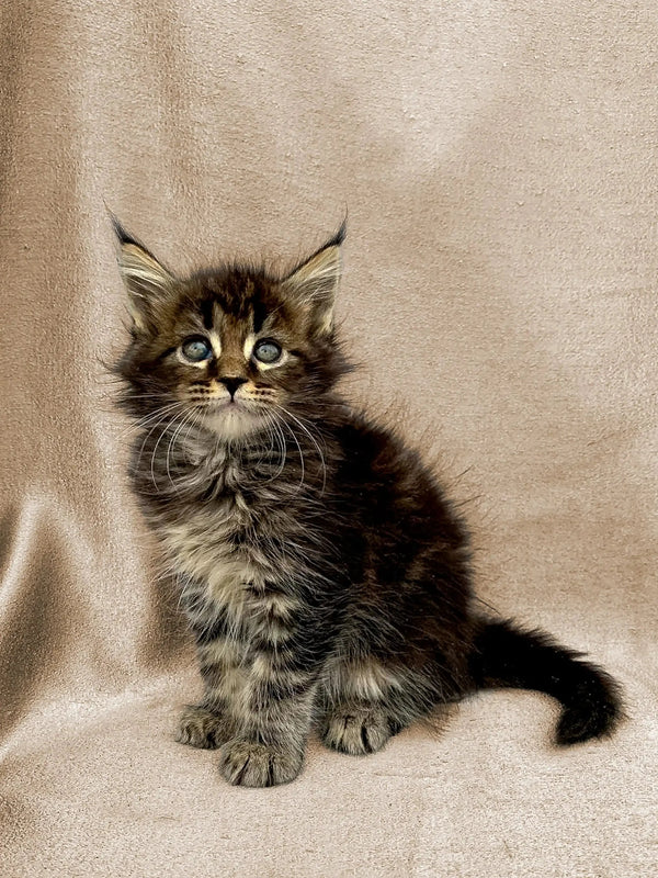 Fluffy Maine Coon kitten Fiona with wide eyes and perked ears, super adorable!