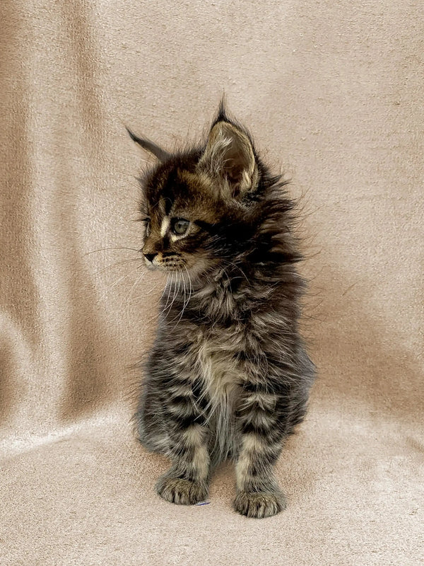 Fluffy Maine Coon kitten Fiona with alert ears and wide eyes, ready for adventure