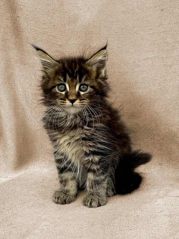 Fluffy Maine Coon kitten Fiona with wide eyes and perked ears, super cute!