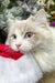 Cute Ragdoll kitten Fiona with blue eyes wearing a Santa hat for the holidays