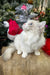 Fluffy white Ragdoll kitten Fiona wearing a festive Santa hat for the holidays