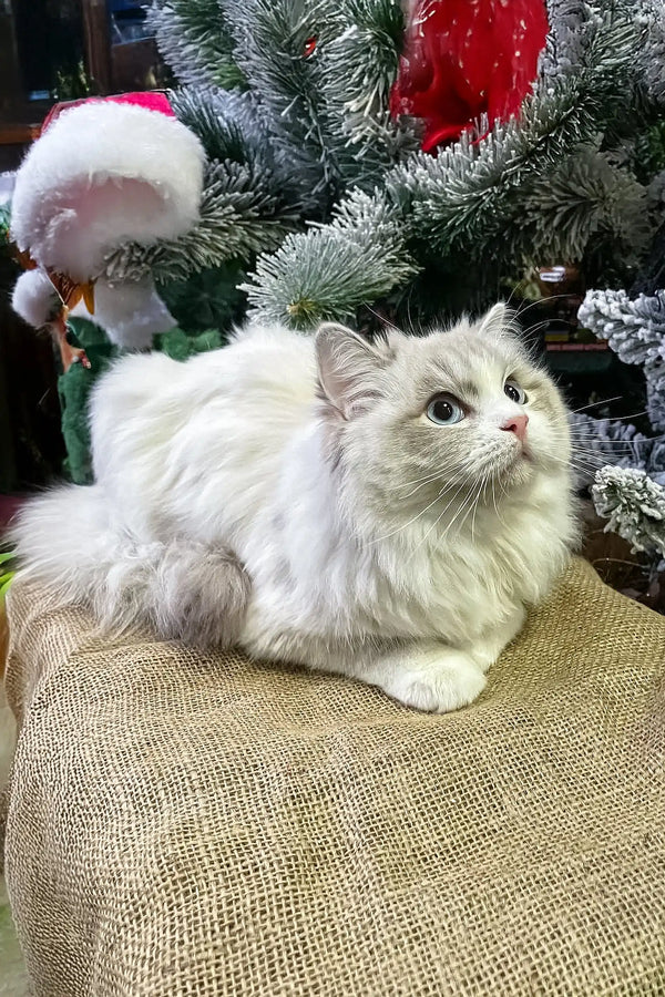 Fluffy white Ragdoll kitten named Fiona, super cute and cuddly!