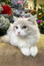 Fluffy white and gray Ragdoll Kitten named Fiona, cute and cuddly companion