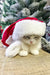 Sleepy Ragdoll kitten named Fiona wearing a cute Santa hat for the holidays