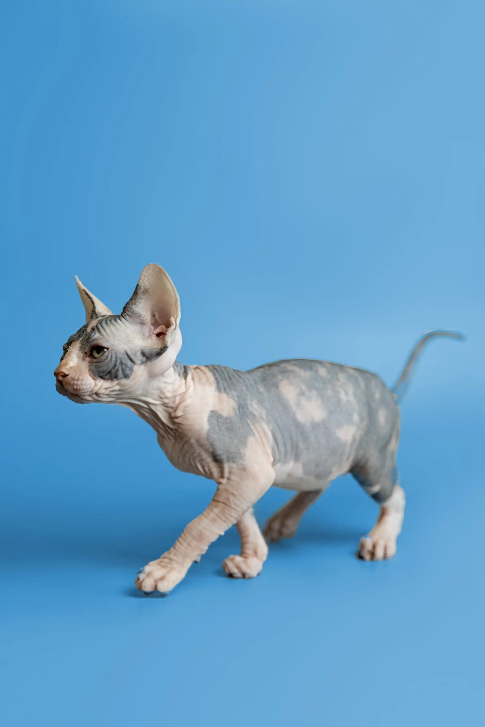 Hairless Sphynx Cats & Kittens for Sale Fiona | Kitten
