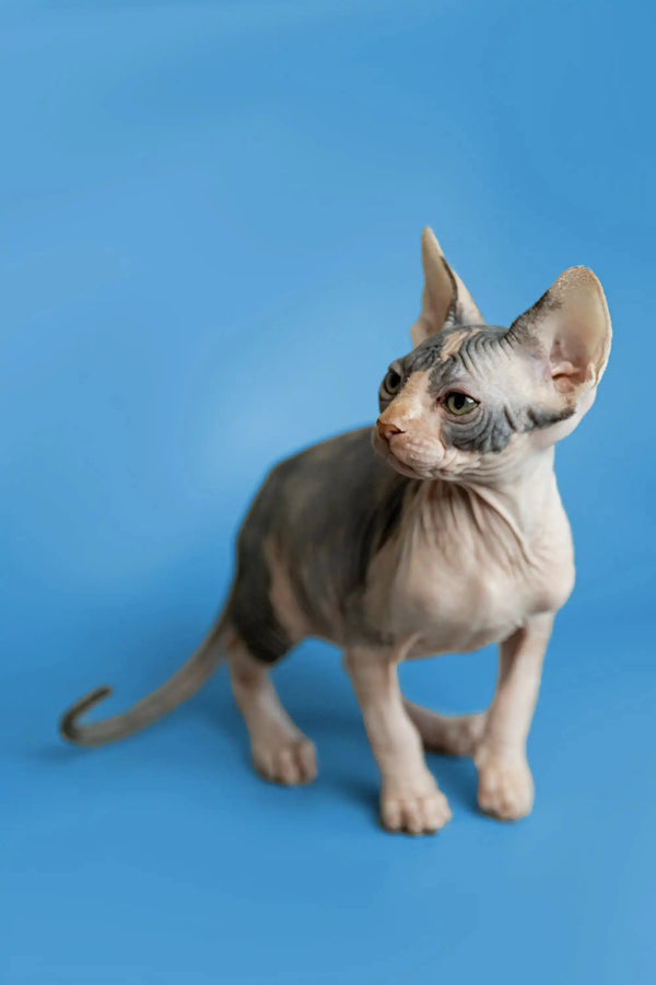 Hairless Sphynx kitten Fiona with wrinkled skin and big ears, super adorable!