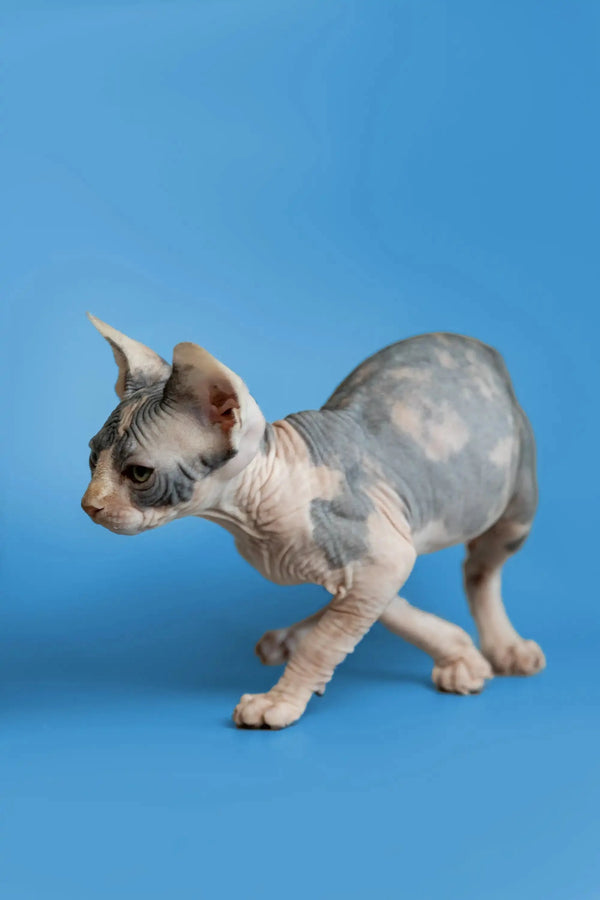 Adorable Hairless Sphynx Kitten Fiona strutting with wrinkled skin and big ears