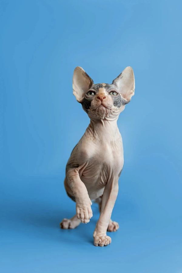 Cute Hairless Sphynx kitten, Fiona, with wrinkled skin and big ears sitting upright