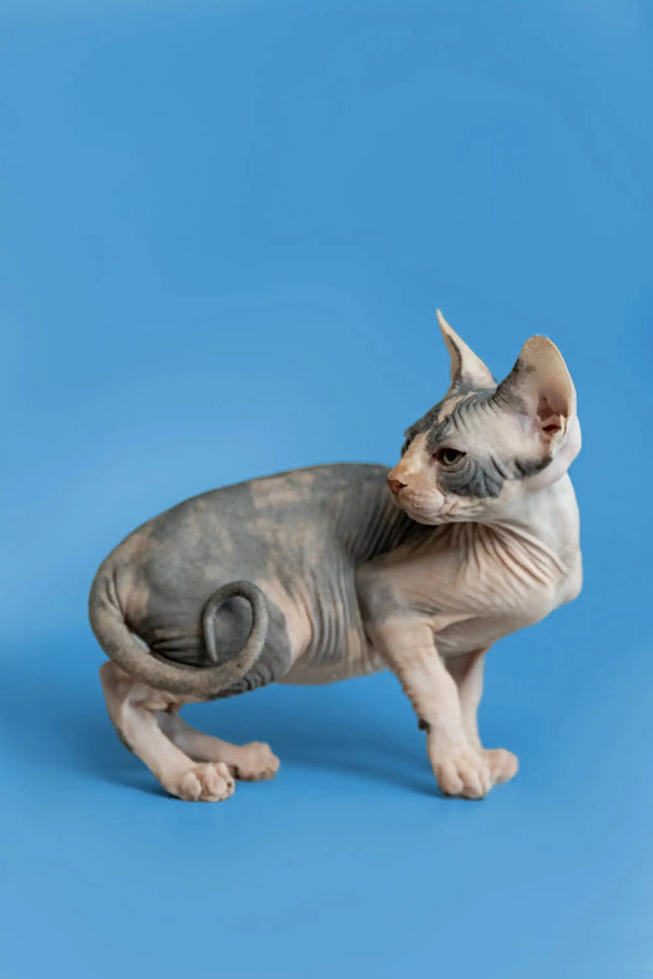 Cute Sphynx Kitten Fiona with wrinkled skin and big ears sitting adorably