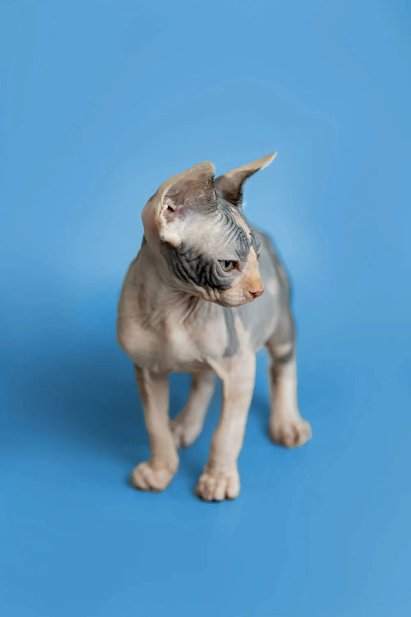 Sphynx kitten Fiona with wrinkled skin on a blue surface, super cute and playful