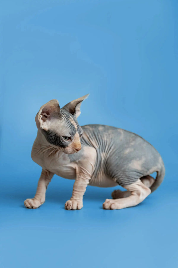 Adorable Sphynx kitten Fiona with wrinkled skin and big ears ready for cuddles