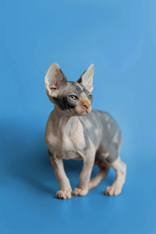 Adorable Hairless Sphynx kitten Fiona with wrinkled skin and big ears
