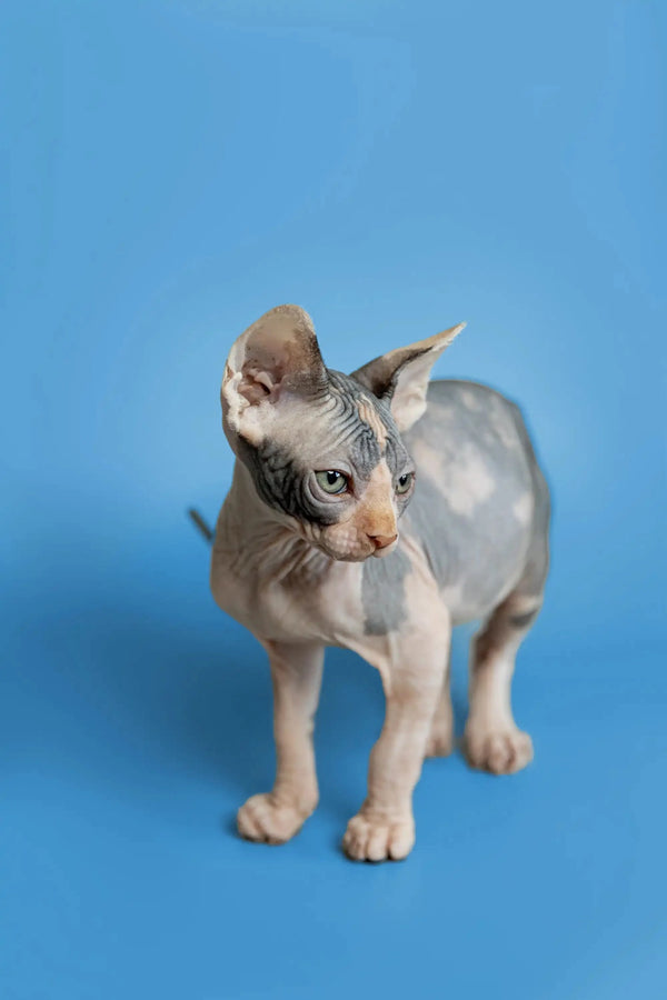 Adorable Sphynx kitten Fiona with wrinkled skin and big ears, perfect for cat lovers