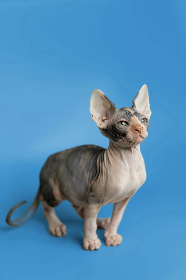 Hairless Sphynx kitten Fiona with big ears and cute wrinkled skin